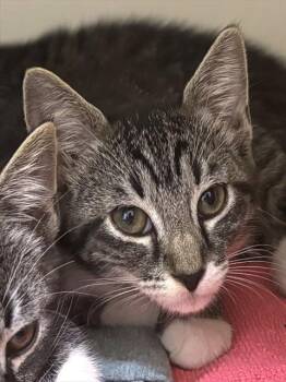 THYME -  Domestic Short Hair Cat for Adoption in Dedham, Massachusetts - THYME | PetCurious