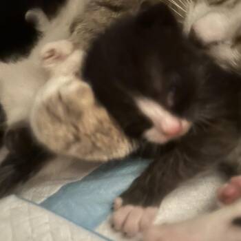 Domestic Short Hair Cats Available for Adoption in New York, New York - Spud | PetCurious