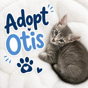 Domestic Short Hair Cats Available for Adoption in Long Beach, California - Otis | PetCurious