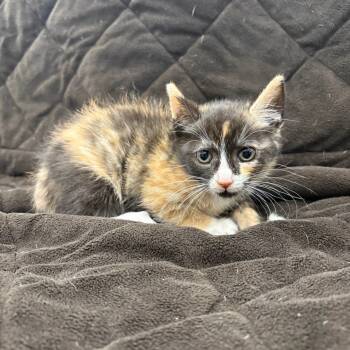 Rescue Domestic Short Hair Cats for Adoption in Vineland, New Jersey - Kindle | PetCurious