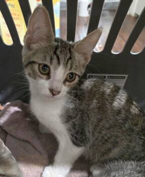 Shy Boy -  Domestic Short Hair Cat for Adoption in Seal Beach, California - Shy Boy | PetCurious