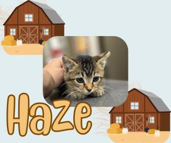 Rescue Domestic Short Hair Cats for Adoption in Hopkinsville, Kentucky - Haze | PetCurious