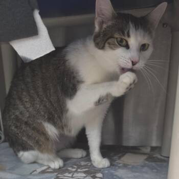 Domestic Short Hair Cats Available for Adoption - Lucy | PetCurious
