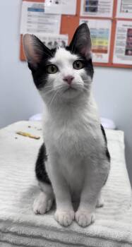 Jaxen -  Domestic Medium Hair Cat for Adoption in Saint Paul, Minnesota - Jaxen | PetCurious