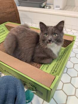 Domestic Medium Hair Cats Available for Adoption in Minneapolis, Minnesota - Greyson (Special Needs) | PetCurious