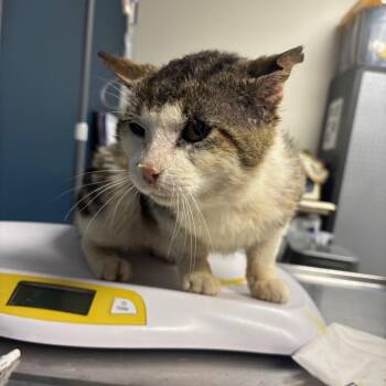 Domestic Short Hair Cats Available for Adoption in Newark, New Jersey - A. A. Ron | PetCurious