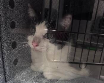 Domestic Short Hair Cats Available for Adoption - GEORGE | PetCurious