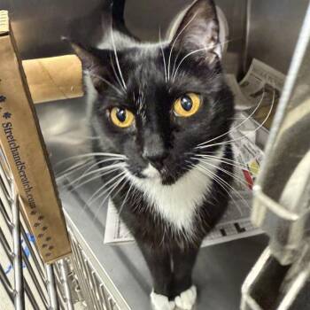 GORDO -  Domestic Short Hair Cat for Adoption in Las Vegas, Nevada - GORDO | PetCurious