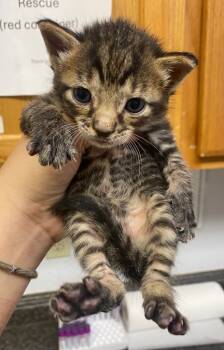 Rescue Domestic Short Hair Cats for Adoption in Lockhart, Texas - Latte | PetCurious