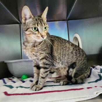 Melody -  Bengal Cat for Adoption in Walker, Michigan - Melody | PetCurious