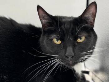 Domestic Short Hair Cats Available for Adoption in Portland, Oregon - Tilly | PetCurious