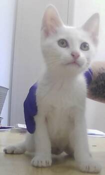 Mozzarella -  Domestic Short Hair Cat for Adoption in Dayton, Minnesota - Mozzarella | PetCurious