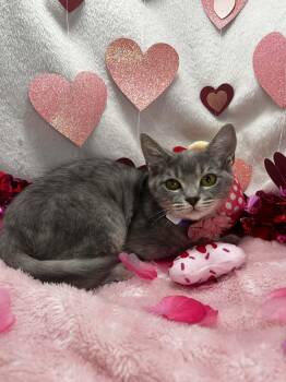 Domestic Short Hair Cats Available for Adoption - Oleander  | PetCurious