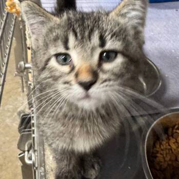 Rescue Domestic Short Hair Cats for Adoption in Napoleon, Ohio - Eclair 57C25 | PetCurious