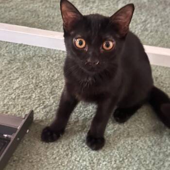 Juliette -  Domestic Short Hair Cat for Adoption in Durham, North Carolina - Juliette | PetCurious
