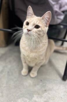 Junior Jellybean -  Domestic Short Hair Cat for Adoption in Humboldt, Iowa - Junior Jellybean | PetCurious