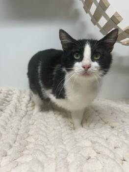 Rescue Domestic Short Hair Cats for Adoption in Effingham, Illinois - Bionic | PetCurious