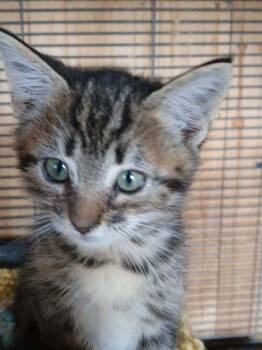 Domestic Short Hair Cats Available for Adoption in Thatcher, Arizona - Pierre | PetCurious