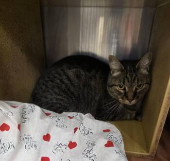 Domestic Short Hair Cats Available for Adoption - Hope | PetCurious