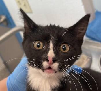 Blossom -  Domestic Short Hair Cat for Adoption in Golden, Colorado - Blossom | PetCurious
