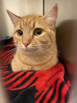 Domestic Short Hair Cats Available for Adoption - MEI MEI | PetCurious