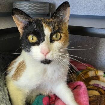 Natasha -  Domestic Short Hair Cat for Adoption in Goleta, California - Natasha | PetCurious