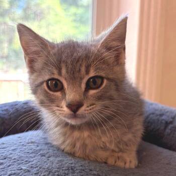 Traverse -  Domestic Short Hair Cat for Adoption in Brownsboro, Alabama - Traverse | PetCurious