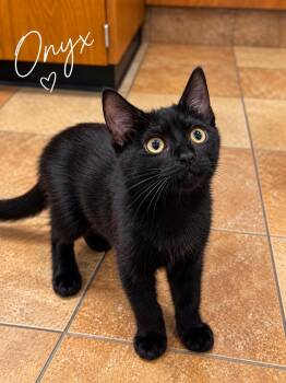 Onyx -  Domestic Short Hair Cat for Adoption in Casselberry, Florida - Onyx | PetCurious