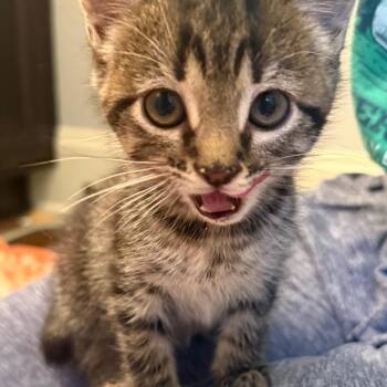 Howie -  Domestic Short Hair Cat for Adoption in Franklin, Tennessee - Howie | PetCurious