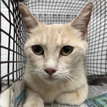 Domestic Short Hair Cats Available for Adoption - Alejandra | PetCurious