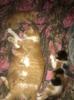 Rescue Domestic Short Hair Cats for Adoption in Auburn, Indiana - Pawn Stars | PetCurious