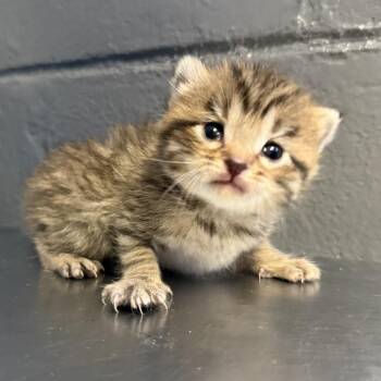 Domestic Medium Hair Cats Available for Adoption in Tuscaloosa, Alabama - Rosemary | PetCurious