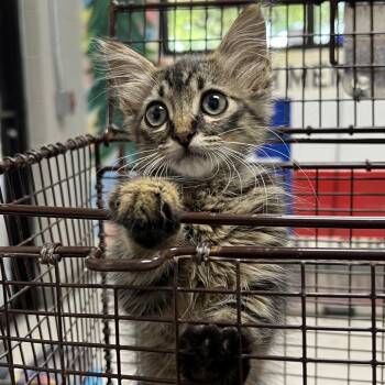 Hot Pocket -  Domestic Long Hair Cat for Adoption in Lufkin, Texas - Hot Pocket | PetCurious