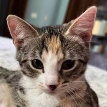 Cherry -  Domestic Short Hair Cat for Adoption in Crystal Lake, Illinois - Cherry | PetCurious