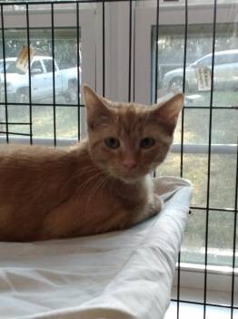 Sammy -  Domestic Short Hair Cat for Adoption in North Richland Hills, Texas - Sammy | PetCurious