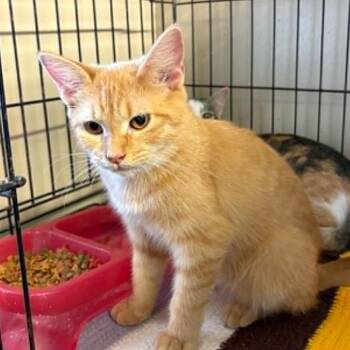 Grumpy -  Domestic Short Hair Cat for Adoption in Stephenville, Texas - Grumpy | PetCurious
