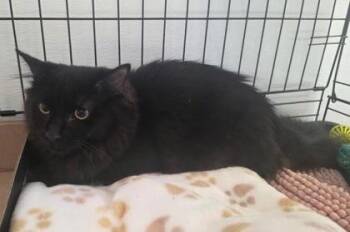 Black Female -  Domestic Medium Hair and Domestic Short Hair Cat for Adoption in Clinton, Missouri - Black Female | PetCurious
