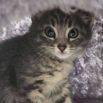 Domestic Short Hair Cats Available for Adoption in South Elgin, Illinois - Twilight Sparkle | PetCurious