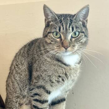 Rescue Domestic Short Hair Cats for Adoption in Temecula, California - Dolly | PetCurious