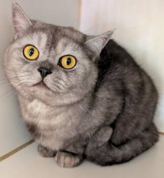 CLOUD -  British Shorthair Cat for Adoption in Kenosha, Wisconsin - CLOUD | PetCurious