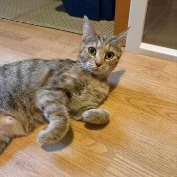 Matilda -  Domestic Short Hair Cat Available for Adoption in Candler, North Carolina - Matilda | PetCurious