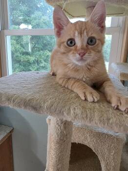 Cheddar -  Domestic Short Hair Cat for Adoption in East Lansing, Michigan - Cheddar | PetCurious