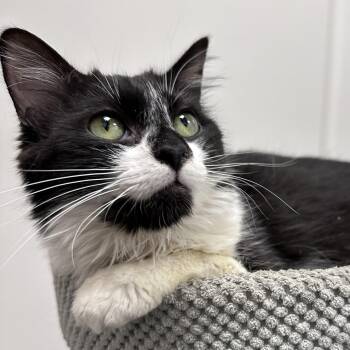 Tuxedo Cats Available for Adoption in Dalton, Georgia - Panda Bear | PetCurious