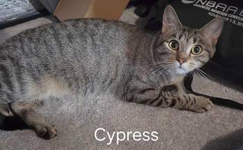 Domestic Short Hair Cats Available for Adoption in Oviedo, Florida - Cypress | PetCurious