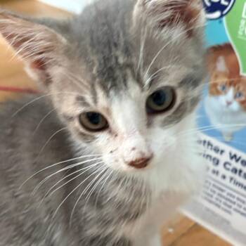 Loki -  Domestic Short Hair Cat for Adoption in Evanston, Illinois - Loki | PetCurious