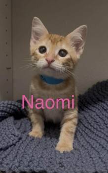Tabby Cats Available for Adoption in Casselberry, Florida - Naomi | PetCurious