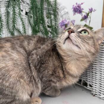 Domestic Short Hair Cats Available for Adoption in Eaton Rapids, Michigan - Standing Ovation 56026 | PetCurious