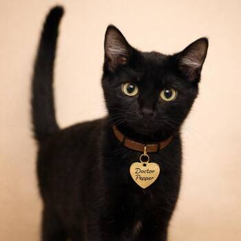 Doctor Pepper -  Domestic Short Hair Cat for Adoption in Hannibal, Missouri - Doctor Pepper | PetCurious