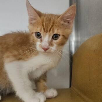 Milton -  Domestic Short Hair Cat for Adoption in Grantsville, Utah - Milton | PetCurious