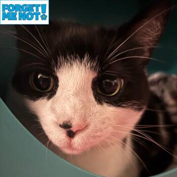 Indie -  Domestic Short Hair Cat for Adoption in Baltimore, Maryland - Indie | PetCurious